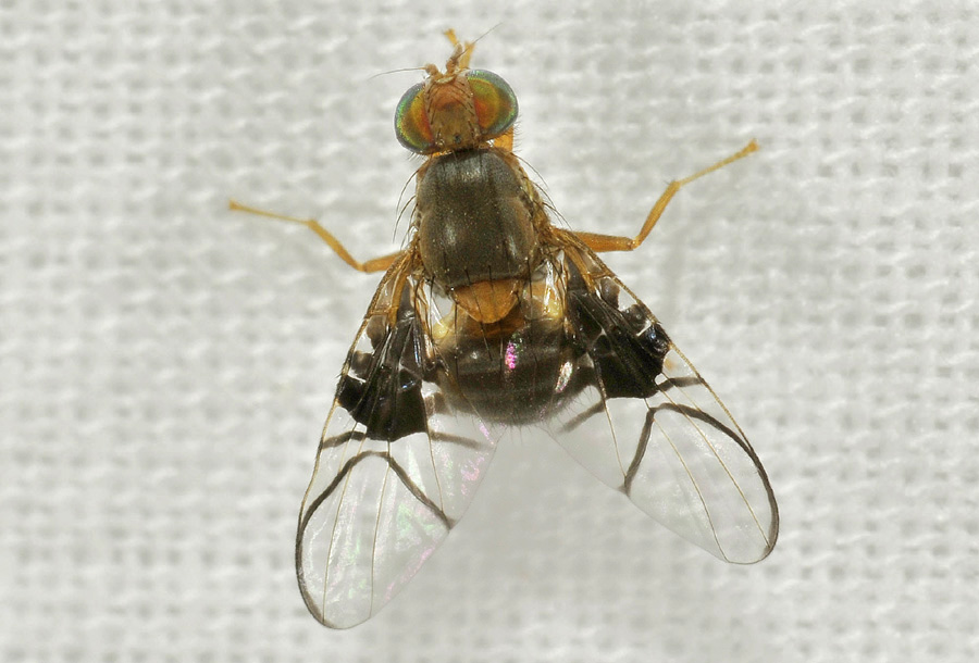 Tephritidae:  Anomoia purmunda